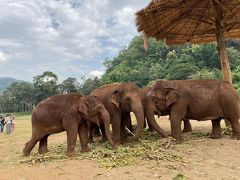 タイの自然を満喫　アクティビティ盛り沢山の旅（その１：エレファントネイチャーパーク）