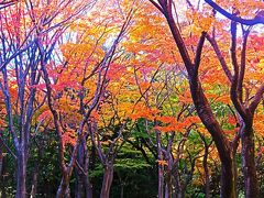 北の丸公園-1　もみじ林　閑静な紅葉名所/ひとり歩き　☆旅行記公開6000冊-達成記念-