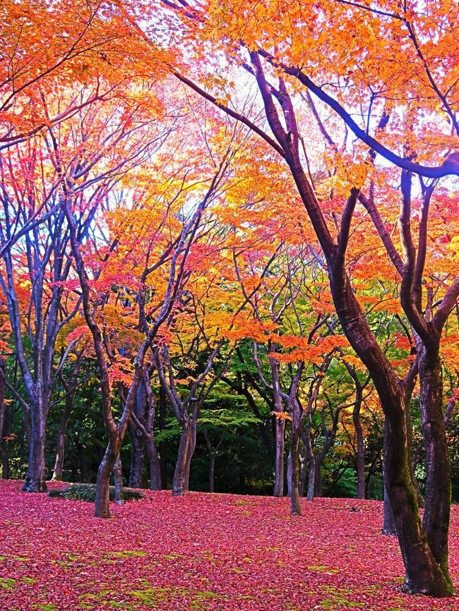 北の丸公園（きたのまるこうえん）は、東京都千代田区の皇居に隣接する国民公園、および同公園の所在地である千代田区の町名である。<br />名前の通り江戸城の北の丸であった場所で、現在は環境省の管理する国民公園の一つである。多くの文化施設を公園内に持ち、旧江戸城の遺構（田安門、清水門はいずれも重要文化財に指定）も多い。ビルが立ち並ぶ都心部にあって、緑が豊かな場所であり、皇居外苑や日比谷公園などと並んで都会のオアシス的な公園である。園内には道路があるため、自動車での乗り入れもでき、有料駐車場も備えている。散策や森林浴、ジョギングやウォーキングを楽しむ人々も多く見られる。 <br />（フリー百科事典『ウィキペディア（Wikipedia）』より引用）<br /><br />北の丸公園　については・・<br />https://www.env.go.jp/garden/kokyogaien/1_intro/his_08.html<br /><br />https://www.env.go.jp/garden/kokyogaien/news/autumn_leaves/index.html<br />