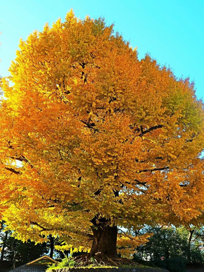 北の丸公園（きたのまるこうえん）は、東京都千代田区の皇居に隣接する国民公園、および同公園の所在地である千代田区の町名である。<br />名前の通り江戸城の北の丸であった場所で、現在は環境省の管理する国民公園の一つである。多くの文化施設を公園内に持ち、旧江戸城の遺構（田安門、清水門はいずれも重要文化財に指定）も多い。ビルが立ち並ぶ都心部にあって、緑が豊かな場所であり、皇居外苑や日比谷公園などと並んで都会のオアシス的な公園である。園内には道路があるため、自動車での乗り入れもでき、有料駐車場も備えている。散策や森林浴、ジョギングやウォーキングを楽しむ人々も多く見られる。 <br />（フリー百科事典『ウィキペディア（Wikipedia）』より引用）<br /><br />北の丸公園　については・・<br />https://www.env.go.jp/garden/kokyogaien/1_intro/his_08.html<br /><br />https://www.env.go.jp/garden/kokyogaien/news/autumn_leaves/index.html