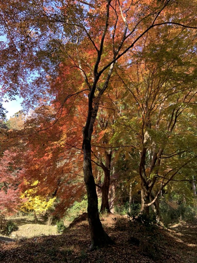 紅葉を見に、奈良の正歴寺と弘仁寺へ