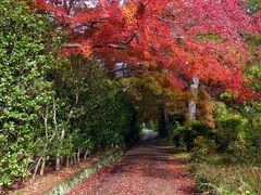 「金龍寺」の紅葉_2019（1）_11月25日、紅葉進行中もあり、枯れて散り始めもあり（群馬県・太田市）