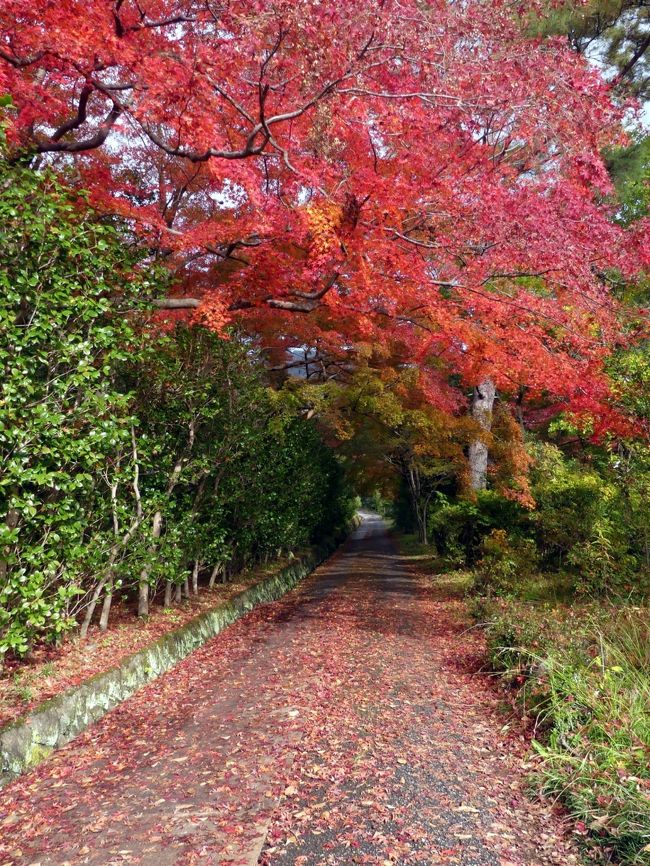 群馬県太田市の「金龍寺」、紅葉の見頃の時季が分からないので、とりあえず行かれるときに行ってみました。結果、紅葉進行中の部分もあり、枯れて散り始めている枝もあり、全山一斉の紅葉ではありませんでしたが、後日振り返ってみると、１１月２５日は今シーズンの見頃の内だったと思います。<br /><br />旅行記作成に際しては、太田市および太田市観光物産協会のホームページ、現地の説明板などを参考にしました。