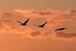 世界最大級のワシ オオワシとオジロワシが晴れた空を飛び 流氷の海に集う 冬の道東 鳥撮影の旅 2 羅臼 らうす 北海道 の旅行記 ブログ By Takashiさん フォートラベル 世界最大級のワシ オオワシとオジロワシが晴れた空を飛び 流氷の海に集う 冬の道東 鳥撮影の旅 2 羅臼 らうす 北海道 の旅行記 ブログ By Takashiさん フォートラベル