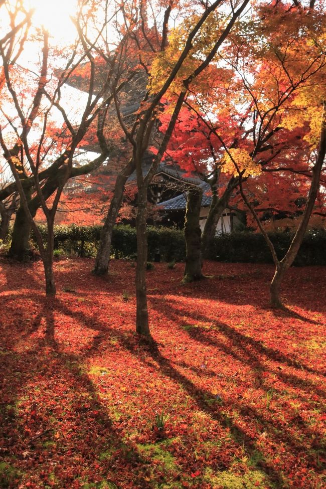 暮らすように旅をするのは、普通のツアーには感じられない魅力を感じて、この旅を自分で企画しました。<br /><br />クラブツーリズムの５日間、京都フリー旅に便乗して、泊りだからこそ行ける旅を楽しんできました。<br />反省もあり、今後の旅に生かしたいと思います。<br /><br />１日目<br />午後京都着なので、まだ見頃の北野天満宮のもみじ苑<br />２日目<br />八坂神社、祇園、清水寺、円山公園、知恩院<br />３日目<br />海の京都、伊根<br />４日目<br />真如堂、金戒光明寺、真如堂、法然院、銀閣寺、哲学の道、大豊神社、永観堂、南禅寺<br />５日目<br />毘沙門堂、東本願寺<br /><br />総歩数１０万歩越え、今回新しく超広角レンズを購入したので、リュックが余計重くなった。<br />寺院の多くは三脚或いは一脚を禁じているので、持参しませんでした。<br /><br />表紙の写真は真如堂