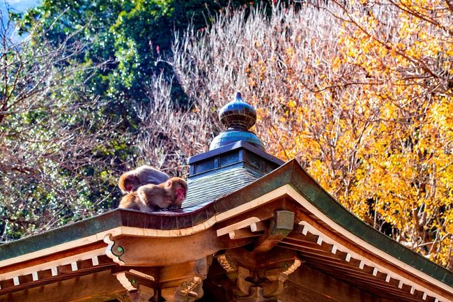 　県内で紅葉の色づきが最も遅い高崎山へ行ってきました。<br />　高崎山は、野生の猿の餌付けしている自然動物園で有名です。