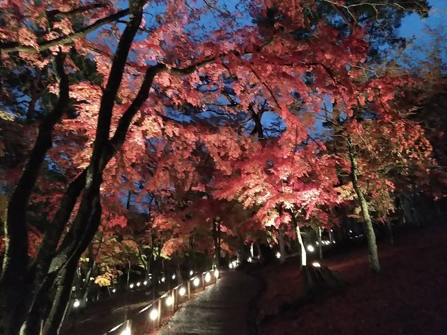 毎年恒例で秋には信州にお出かけするのですが、今年は台風19号の影響で中止に。<br />その穴埋めということで家族で伊豆大仁温泉へ出かけました。<br />時期的に紅葉が見ごろということで、すぐ近くの虹の郷へ出かけました。<br />幻想的なライトアップを楽しむことができました。<br />また、大仁と長岡の間にある食事処で、アジを堪能しました。。。