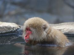 日帰り長野で温泉猿＆東山魁夷館