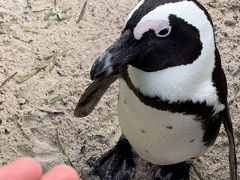 ペンギン に 噛まれたぁ ～ ⑥