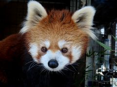 羽村市動物公園＆甲府市遊亀公園附属動物園　輝きを取り戻したクゥちゃん！！ 園とスタッフさんの努力に感謝です