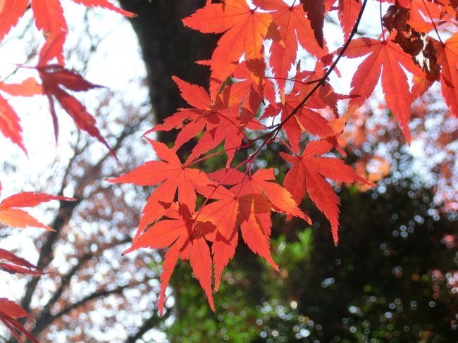 すっごい久々のお出かけ~!かつ今年最後になってしまったけど、紅葉を見に六義園へ行ってきました~。入園料(¥300)<br />