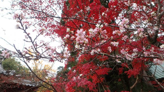 京都紅葉紀行の２日目は、修学院離宮の参観時刻（10時）に間に合うように早めにホテルを出ました。今回は、地下鉄・バス一日券を購入し、まず地下鉄で国際会館駅へ、そこから65系統のバスで修学院離宮道に向かいました。バスの待ち時間が少なかったこともあり、バスを降りたのは8時10分過ぎ、時間がたっぷりあったので、まず、赤山禅院に参拝することにしました。<br />赤山禅院は、今年の5月、修学院離宮の参観の直前にも訪れたことがあり、その時の新緑と、今回の紅葉の対比を眺めることができました。この旅行記に、5月との比較写真を何枚か掲載しておきます。<br />境内で目をひいたのは、モミジの紅葉をバックに、寒桜が満開になっていたことです。<br />なお、前回参拝した時に、この禅院は「二礼、二拍手、一礼」でお参りするという話を伺いましたが、今回、改めてお尋ねしてみたところ、神社とお寺の簡単な見分け方としては、賽銭箱の上に鈴がついているのは神社、鰐口がぶら下がっているのがお寺ということでした。この赤山禅院は、確かに鈴がついていました。<br />参拝のあと、まだ時間があったので、北側の山林に伸びている道を歩いてみました。宮内庁の管轄になっており、どうやら赤山禅院を取り囲むように修学院離宮の敷地が広がっているようでした。じっさい、修学院離宮の苑内からも赤山禅院のお堂の屋根が見えていました。<br /><br />