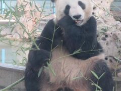 中国　「行った所・見た所」　天津のパンダがいる天津動物園を見物しました