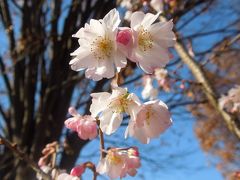 晴天に映える冬桜の花