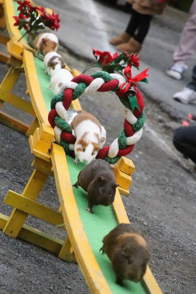 この週末は、動物園撮影散策はお休みのつもりでした。<br />でも、近くの動物園で、アクセスも含めて２～３時間ですむものなら、時間が取れなくもないと気付きました。<br />というわけで、我が家から車で20分の智光山公園こども動物園に行きました。<br />年間パスポートを作っておいたのですが、あいにくレッサーパンダがいないし、小さな動物園なので、９月以来の再訪になってしまいました。<br />でも、我が家から近いこと、市営の公園内の動物園なので、駐車場が無料で十分あるこというインフラ面に加えて、コツメカワウソがとても見やすい展示場で、現在はオス・メス別展示ですが、オスは８頭いるし、ふれあい広場のテンジクネズミがおうちに帰る時のお帰り橋が日本一の長さなので、とりわけこの２点は常に見応えあります。<br /><br />また、当園のカピバラの展示場には温泉施設があるので、冬の風物詩のカピバラ温泉が見られます。<br />（ついでにいうと、サル山にも温泉があるので、運が良ければどちらも見られますが、カピバラはもともと水辺で暮らす動物であり、天敵から身を守る時も含めて水の中で過ごすことが多いのに対して、サルは本来水の中に入らないので、サル温泉はやや見られる頻度が下がるかもしれません。）<br /><br />それから、公式フェースブックで、来年の子年にちなんで、12ヶ月全部のページがモルモットというオリジナル・カレンダーが制作されたことを知り、ぜひ買いに行きたいと思っていたのです！<br />たとえ動物園の中に入る時間がなくても、窓口に寄るくらいは出来るのではないか、と思っていたくらいです。<br /><br />ただ、短い滞在でも、動物たちが活動的な時かそうでない時か、タイミング次第では、充実度がまったく違ってきてしまうのは仕方がありません。<br />その意味では、ここのところ、短い滞在でもラッキーだったと言えることが多かったように思います。<br />あるいは記憶は美化されがちだから、そうだったのか？<br />少なくとも、以前はコツメカワウソのむしゃむしゃタイムが14時45分からだったので、本日のように土曜日の用事の合間にやってきても間に合うことが多かったのですが、現在は14時に繰り上がったため、本日は間に合いませんでした。<br />でも、多少間に合わなくても、むしゃむしゃタイム後１時間くらいはしばらく泳いで遊んだり、小石でジャグリングしたり、ぬれたからだを地面でふきふきしたりする姿が見られるだろうと期待していたのですが───コツメカワウソたちは、全員すでに室内展示場のヒーターの下に固まっていて、まもなく昼寝に入ってしまいました。<br /><br />カピバラ温泉の方も、以前は、ユメちゃんがたる湯に入っているところが見られました。<br />また、少し前に公式フェースブックで、今年2019年にユメちゃんが初めてたる湯に入ったシーンの動画を見ました。<br />たるの大きさに対して、無理なんじゃないかと思えたのに、ジャストサイズで、しかも体の形が違うから当然ですが、人間がたる湯に入る時と入り方と全く違っていたので、とても面白かったし、非常似可愛らしかったです。<br />そんなラッキーな場面に遭遇するのは難しくても、あわよくばまた、たる湯ユメちゃんを見たいと思っていたのですが───ユメちゃんもメゴくんも温泉には入りましたし、温泉には冬至にちなんだゆずが浮かんでいましたが、本日はユメちゃんがたる湯に入った様子はなかったです。<br />少なくとも私が見に行った限りでは。<br /><br />期待をしていると、叶わなかった時の失望感がどうしても大きくなります。<br />ただ、動物園めぐりだけの話ではないですが、すべてがいつもタイミングが良いわけはないし、良いタイミングを当てにするのではなく、自分で探すべきでしょう。<br />私が動物園に行くのは撮影目的なので、良い被写体を探すのも、良いタイミングだと思えるのも、探す側の見る目や考え方次第のところがあるはずです。<br />よく言われるのは、動物が寝てばかりだと、起きている姿よりも面白味が減りますが、寝姿に見ごたえがないわけでも、被写体にならないわけでもないです。<br /><br />結果的には、コツメカワウソたちは、閉園時間までずーっと昼寝をしているはずはないと予測していた通り、15時になったら全員が目を覚まして、ミーミーと盛大におねだりしながら、あちこち動き回ってきました。<br />どうやらバックヤードに飼育員さんがやって来たので、ごはんがもらえるのではないかと期待して、全員目を覚ましたようです。<br />だから盛大におねだりしていたし、見学者の中に飼育員さんがいないか探していたので、こちら側を探るようにじーっと見ていることも多かったです。<br />実は飼育員さんは、コツメカワウソのごはんではなく、乗馬体験が終わったポニーのごはんを準備していたようです。<br />コツメカワウソは視力が良いらしく、飼育員さんが自分たちのところではなく、ポニーの展示場の方へ去って行く姿を見とがめたのか、みんなそろって、ミーッと抗議するようなトーンで合唱した時は、飼育員さんも少し驚いたように振り返っていたくらいで、笑えてしまいました！<br />というわけで、コツメカワウソたちが屋外展示場に出てくると、ここの展示場は非常に見やすいし、写真が撮りやすいので、この時間帯のコツメカワウソたちが本日の１番のハイライトとなりました。<br /><br />カピバラの方は、ユメちゃんは残念ながらたる湯に入りませんでしたが、温泉の中でメゴくんがあやしい動きをしてたので、ちょっとニヤニヤしてしまいました（笑）。<br /><br />また、ふれあい広場のテンジクネズミとのふれあいと、日本一長いお帰り橋を渡るシーンは、１日に３回あるので、14時過ぎに到着しても、最後の回には十分間に合いました。<br />冬で夕方なのでお客さんも少ないため、子ども優先のテンジクネズミとのふれあいも余裕があり、大人１人で楽しむことができました。<br />お帰り橋はクリスマスのモチーフで飾られていました。<br />この週末、クリスマス・イベントをする動物園も多い中、日曜日に観劇予定を入れて、動物園撮影散策をお休みする週末にしていたのを、いまさらのように残念に思っていたのですが、これだけでもクリスマスらしいシーンに立ち会えたのは嬉しかったです。<br />（ちなみに当園でも、本日、クリスマス・イベントの特別なごちそうを動物たちにあげるイベントが開催されていたのですが、それらはことごとく時間に間に合いませんでした。）<br />ただし、冬至が近い今の季節、16時からのお帰り橋の時間はかなり薄暗く、思った以上に写真が撮れていなかったのは残念でした。<br /><br />※ちなみに、当園のテンジクネズミ（モルモットのお帰り橋）が日本一の長さを誇ることには変わらないと思うのですが、私はこれまで自分の旅行記で具体的な数字を71メートルと書いていました。<br />正しくは21メートルでした（苦笑）。<br />21メートルでもけっこうな長さです。<br />私が小学生の時、学校にあったプールはたいてい25メートルで、25メートル泳げることが１つのステータスだったものです。<br />手のひらに乗る小さなモルモットが21メートルを走る時は、けっこうなスピードということもあって、橋がドッドッっと揺れています。<br /><br />智光山公園こども動物園の公式サイト<br />http://www.parks.or.jp/chikozan/zoo/<br />こどもとお出かけサイトの智光山公園こども動物園の紹介ページ<br />http://iko-yo.net/facilities/270/attractions<br /><br />＜タイムメモ＞<br />14:15　動物園入口すぐ近くの駐車場に到着（駐車料無料）<br />14:15　年パスで智光山公園こども動物園に入園＆カレンダー購入<br />14:20-14:25　コツメカワウソ<br />（むしゃむしゃタイム開始は14:00に繰り上げになったので間に合わず）<br />（午後は男子総勢８匹／シズク・ママだけ１匹で午前展示）<br />（全員すでに室内展示場のヒーターの下でお休み中）<br />14:25　ワオギツネザル<br />14:25-14:30　カピバラ<br />（メゴくん・ユメちゃん温泉の中）<br />14:30-14:35　ミーアキャット<br />14:35-14:50　カピバラ<br />（ユメちゃんが樽の中に入るのを待ったが入らず）<br />14:50-14:55　ロバ・ポニーにエサやり<br />14:55-15:00　ブラジルバクのリリー<br />15:00-15:45　コツメカワウソ<br />（急に全員目覚めて活動的に）<br />15:45-16:00　ふれあい広場<br />（テンジクネズミとふれあい／ヤギ・ヒツジ）<br />16:00-16:05　テンジクネズミのお帰り橋<br />16:05-16:15　ふれあい広場<br />（ケープハイラックス・テグー・インコ等）<br />16:20　動物園を出る（閉園16:30）<br /><br />＜これまでの智光山公園こども動物園の旅行記＞<br />15回目：2019年９月１日<br />「新ペンギンビーチが開設した夏の智光山公園こども動物園に午後から～コツメカワウソむしゃむしゃ＆くねくねタイムには間に合った！」<br />https://4travel.jp/travelogue/11537525<br />14回目：2019年３月２日<br />「ひな祭りの智光山公園こども動物園～相変わらず楽しいコツメカワウソ一家と半ヶ月齢の子ヒツジちゃんとテンジクネズミのひな壇と桜バージョンのテンジクネズミのお帰り橋」<br />https://4travel.jp/travelogue/11465361<br />13回目：2019年１月４日<br />「新春2019・智光山公園こども動物園でコツメカワウソやモルモットの日本一の橋渡りにほっこり」<br />https://4travel.jp/travelogue/11442359<br />12回目：2018年９月１日<br />「初秋・雨降る前の智光山公園こども動物園～コツメカワウソの四つ子の赤ちゃんの成長ぶりが見たくて」<br />https://4travel.jp/travelogue/11397440<br />11回目：2018年８月11日<br />「智光山公園こども動物園の昼と夜：チビウソの４つ子はピーナッツ体型の可愛さ盛り～ちっちゃい足でダッシュするテンジクネズミのおかえり橋などもれなく楽しんだ昼＆めったに会えない動物に会えたナイトズー」<br />https://4travel.jp/travelogue/11389336<br />10回目：2018年７月８日<br />「海外旅行前日に智光山公園こども動物園の動物たちとふれあう」<br />https://4travel.jp/travelogue/11379881<br />９回目：2018年６月30日<br />「コツメカワウソの４つ子の赤ちゃんに会えたらいいなと車でちょっくら智光山公園こども動物園へ」<br />https://4travel.jp/travelogue/11375367<br />８回目：2018年５月26日<br />「動物たちに癒されたくてふらっと出かけた智光山公園こども動物園～水中で踊るように餌を獲っていたコツメカワウソやおかえり橋でそわそわのテンジクネズミたち～ブラジルバクの表敬訪問忘れた！」<br />https://4travel.jp/travelogue/11363684<br />７回目：2018年４月14日<br />「テンジクネズミのおちり行進を見に八重桜の智光山公園こども動物園へ～おかえり橋を反対側から見て見たら＆アキ・パパを筆頭に今回も元気なコツメカワウソ一家が見られた@」<br />https://4travel.jp/travelogue/11349233<br />６回目：2018年３月３日<br />「ひな祭りと世界野性動物の日の智光山公園こども動物園～テンジクネズミのひな壇に日本最長のお帰り橋やコツメカワウソとの握手会や温泉サルなど２時間でもハイライトを満喫」<br />https://4travel.jp/travelogue/11335961<br />５回目：2017年11月12日<br />「秋晴れの午後に車でさくっと智光山公園の植物園と動物園へ（後）子供たちがめちゃくちゃ元気なコツメカワウソ一家６匹に歓声がやまないこども動物園」<br />https://4travel.jp/travelogue/11302138<br />４回目：2017年８月11日<br />「2017年お盆の３日連休初日は自宅から最も近い智光山公園こども動物園へ（前編）コツメカワウソ特集：三つ子の赤ちゃんの泳ぎの練習が見たくて」<br />http://4travel.jp/travelogue/11270727<br />「2017年お盆の３日連休初日は自宅から最も近い智光山公園こども動物園へ（後編）マーコールの赤ちゃんや楽しいカピバラ・カップルや日本一長いテンジクネズミのおかえり橋とおうちにダッシュで帰るヤギほか」<br />http://4travel.jp/travelogue/11270740<br />３回目：2017年５月３日<br />「ゴールデンウィークは地元埼玉で過ごそう！（１）智光山公園こども動物園：GW中の県道の渋滞と駐車場を甘くみて車で向かったけど、コツメカワウソ親子のむしゃむしゃタイムに間に合った＆羊の毛刈りでポポちゃんお疲れさま！」<br />http://4travel.jp/travelogue/11240506<br />２回目：2017年２月25日<br />「智光山公園こども動物園～我が家に一番近い動物園はいま～コツメカワウソが３頭家族に！＆モルモットの雛壇」<br />http://4travel.jp/travelogue/11219161<br />１回目：2016年３月６日<br />「久しぶりに自転車でのんびり智光山公園へ（後編）こども動物園：レッサーパンダはいないけど、日本最高齢のブラジルバクのペアに会いたくて～モルモットの橋渡りは日本最長21m！」<br />http://4travel.jp/travelogue/11110633<br /><br />※これまでの動物旅行記の目次を作成済。随時更新中。<br />「動物／動物園と水族館の旅行記～レッサーパンダ大好き～　目次」<br />http://4travel.jp/travelogue/10744070<br /><br />※こども動物園を含むこれまでの智光山公園の旅行記のURL集はこの旅行記の末尾にまとめました。