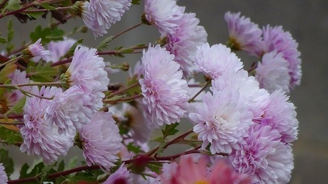 数年前、市役所前で咲いていた十月桜が、緑ヶ丘公園の梅林が病気で全滅した時、梅林の跡地へ移転しました。<br />最初は、移転のために花が咲かず、やっと昨年あたりから桜が咲き始めて、今年はどうなのか確認しに出かけました。<br /><br />市役所前ほどの咲き方ではないが、少しずつ元気になってきて、今年あたりから花見をするに値する程度になっていました。<br /><br />家から荻野北バス停まで歩き、市バスに乗って東野バス停で降り、後は歩いて緑が丘公園から国道171号を通り、大鹿口まで歩き、市バスの大鹿口停留所で市バスに乗って帰宅しました。<br /><br />写真が多いので、3冊に成っています。<br /><br />写真は、東野バス停近くの畑に咲く菊の花。