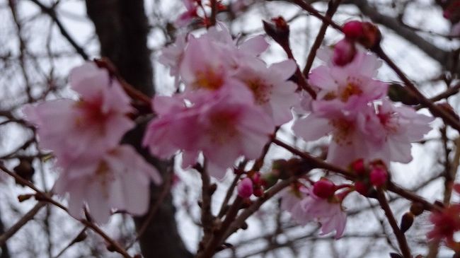 上巻からの続きです。<br /><br />写真は、東野地区の苗圃に咲く十月桜。
