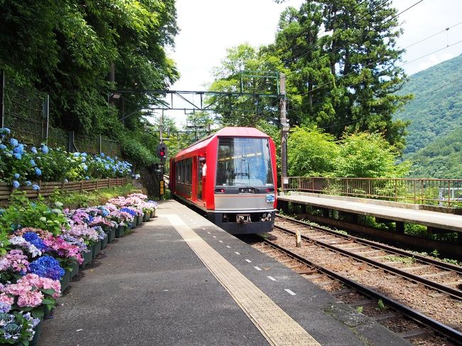 皆様お久しぶりです。思えば旅行記も書かずログインもせず４トラを放置していたら<br />あっと言う間に１年がたってしまいました。私にとって何かと忙しい１年で<br />桜も紅葉も見ずに終わってしまい、トラベラーとしては少し寂しい年となりましたが<br />2019年のスタートと終わりには念願の旅先に出掛けられたので、お出掛けは<br />少なかったけど旅的には満足な１年になったと思います。<br /><br />旅行記はサボっても旅の情熱はまだまだ消えてはいませんヨ！<br /><br />新しい旅行記も書かない中、私のページに訪れてくれてありがとうございます。<br />この先、泊りがけの旅行記は少なくなるかもしれませんが多分あちこちに<br />お出掛けはすると思うので、今後も宜しくお願いします。<br /><br />さて･･･私は数年憧れていた旅先から先週帰って来たばかりです。<br />久しぶりに気合を入れた旅行記を書きたいと思っているのですが･･･<br />今年１年の旅の写真を放置するのも寂しいので･･･最新の旅行記を<br />書き上げる前にサラッと3回に分けて１年を振り返ろうと思います。<br /><br />記憶も定かでは無いので写真中心に情報は少なめで････感想多めの<br />リハビリ旅行記となりますが興味のある方は読んで下さいネ♪<br />第３弾は夏～初冬までのお出掛け。箱根＆甲州街道歩き旅編です。