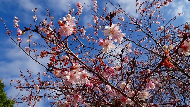 1週間前の12月16日に、年金を受け取った銀行から、誕生日祝いの通知が来た。<br /><br />おいおい・・・また、尼崎市の銀行へ行かねば、お祝いの品がもらえない。<br />2~3日早く来ていたら、年金の引き出しと同時にでき、車で行くのが1度で済んだのに。<br /><br />貧乏人根性は何時まで経っても変わらない。呉れる物は貰わないと寝ざめが良くない。<br />と、いうことでまた車で尼崎市の銀行へ行き、お祝いの品をもらってきました。<br />前週の帰りは尼崎市の「ツカシン」でヒマラヤ桜を観たので、今週は西宮市の北山緑化植物園へ「十月桜」を観てくることにしました。<br /><br />写真が多いので3冊に成っています。<br /><br />写真は、北山緑化植物園に咲く十月桜です。