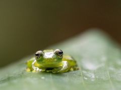 憧れのハチドリ、アカメアマガエルに逢いに行ったコスタリカ