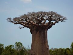 ◆マダガスカル旅◆⑨秘境と絶景バオバブづくしの3日間（モロンベ～アンドンビリー～アンダバドアカ）