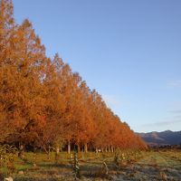 2019年　神の島 竹生島とメタセコイア紅葉並木道