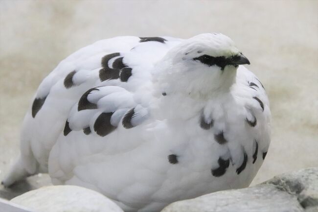晩秋の北陸レッサーパンダの赤ちゃん詣 ５ 富山市ファミリーパーク 日本の絶滅危惧種のニホンライチョウやツシマヤマネコも楽しみで 富山市 富山県 の旅行記 ブログ By まみさん フォートラベル