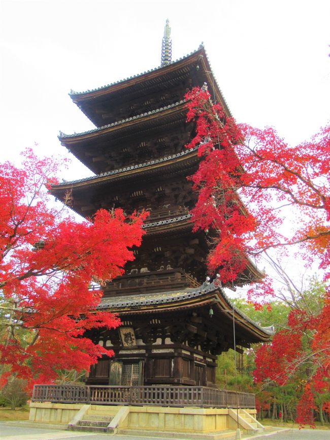 5泊6日で巡った紅葉の京都の旅です。<br />お天気にも紅葉の色付き具合にも恵まれ、美味しいものもたくさん食べて来ました。<br /><br />５日目その１　11/24(日)<br />本日のランチは予てから行ってみたかった「音戸山山荘畑善」です。<br />その途上、龍安寺と仁和寺に立ち寄ってみました。<br />仁和寺では本日最終日の「幻の観音障壁画」が公開されていました。<br /><br />【今日の全行程】<br />富山県詰所にて朝食　→(龍安寺） → 仁和寺　→ 音戸山山荘畑善　→ 空蝉亭で低温熟成とんかつ　→ 平安坊泊<br />