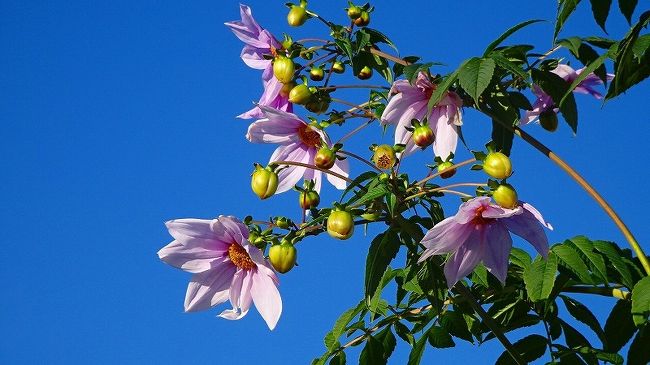 日米友好の桜は、伊丹市東野の苗木で育ったものが、瑞ヶ池公園に里帰りしていますが、開花は4月の初めになります。<br /><br />伊丹市のページ・・・http://www.city.itami.lg.jp/shokai/gaiyorekishibunka/bunka/1392292474530.html<br />ワシントンDCのポトマック桜の旅行記・・・https://4travel.jp/travelogue/10768878<br />伊丹市に里帰りしたポトマック桜の旅行記・・・https://4travel.jp/travelogue/10998691<br /><br /><br />東野地区では、年の暮れには十月桜がまだ咲き続けていました。<br />今日は、青空の下で咲く桜花と蝋梅を、東野地区へ見せてもらいに出かけました。<br /><br />蝋梅の咲く苗圃で、ご主人が作業していたので、撮影の許可をしてもらったら、咲き始めの枝を切ってくれ、家に持ち帰って咲かせてと云われました。<br />有難うございます、今は我が家のテーブルの上で可憐な黄色い色が映えています。<br /><br />写真は、行く途中の天神川沿いの堤防に咲く皇帝ダリアの花。
