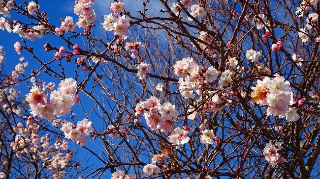 その1からの続きです。<br /><br />途中で、荻野バス停から東野バス停まで、たまたま市バスが来たので、乗りました。<br /><br />写真は、東野地区の苗穂に咲く十月桜。