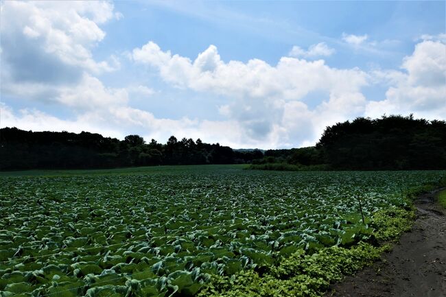 夏の軽井沢♪　Vol.2　☆北軽井沢：ある日のキャベツ高原の風景♪