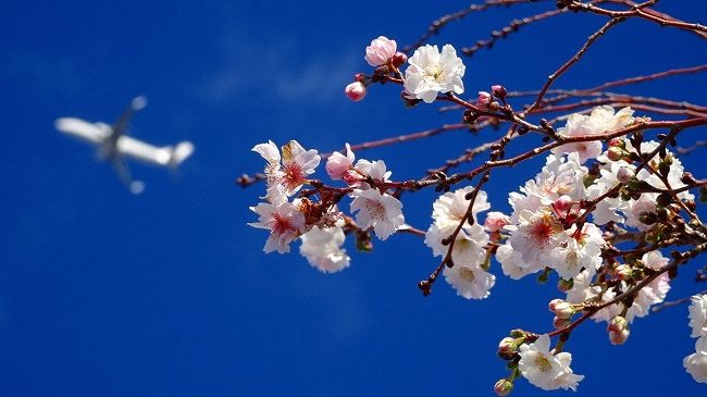 その2からの続きです。<br /><br />写真は、東野地区に咲く十月桜と伊丹空港を飛び立った旅客機。