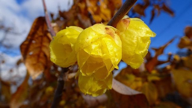 その3からの続きです。<br /><br />荻野1丁目の蝋梅の花を許可を得て撮影していたら、ご主人が来て蝋梅の枝を2本切って、お家で楽しんで下さいと言いながら、頂きました。<br />今は、台所のワシの血圧計の横で、黄色い可憐な花を咲かせています。有難うございました。<br /><br />写真は、苗穂に咲く蝋梅の花。