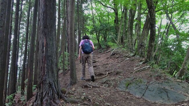 緑濃い7月の奥多摩ハイキング。<br />入門コースといわれる高水（たかみず）三山をハイキング。