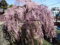 仙台の桜（2019）