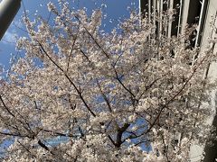 浦賀から東京お花見ツアー