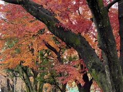 ウオーキングをしながら見た紅葉の移り変わり10月から12月まで