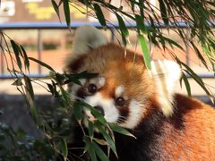 九十九島動植物園森きらら＆長崎バイオパーク  あけましておめでとう！！2020年のレサパン初めは森きららと長崎バイオのハシゴです