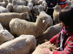 館山にて家族忘年会（マザー牧場で羊まみれになって館山近辺の道の駅をめぐる旅）