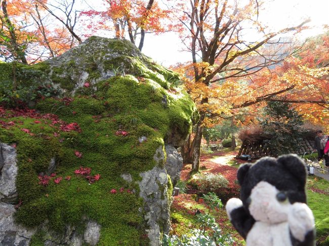 紅葉は終わりかけだけど、まだまだきれいな冬の初めのお庭を散策。<br />オープンしたばかりの福田美術館へ行ってきました。