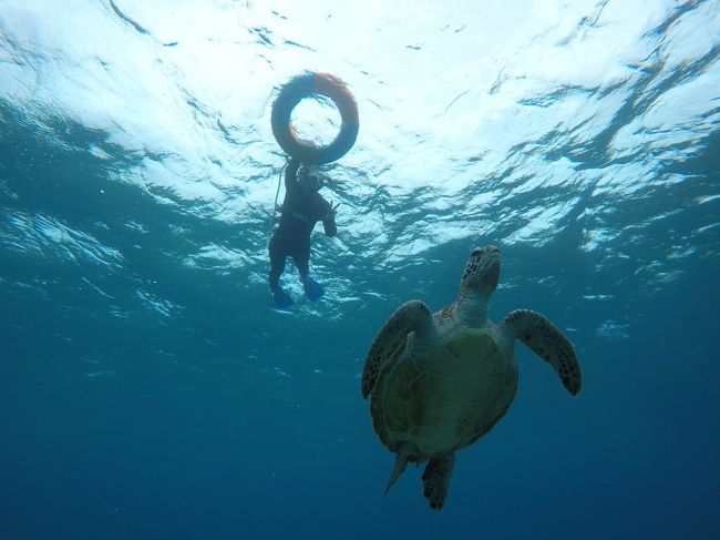 年末年始　おひとりさま、暖かくなりたくて今年も南の島へ 5日目 宮古島2 ウミガメシュノーケルとSUP