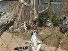 ２０１９年　山口県　ときわ公園で梅を見ました。動物園では猿が日向ぼっこをしていました