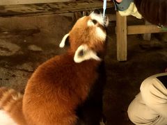 平川動物公園　驚嘆！！ 誘導トレーニング、体重測定、ブラッシング、歯磨きトレーニングを可能にする信頼関係・・・進化する飼育技術を目撃！！