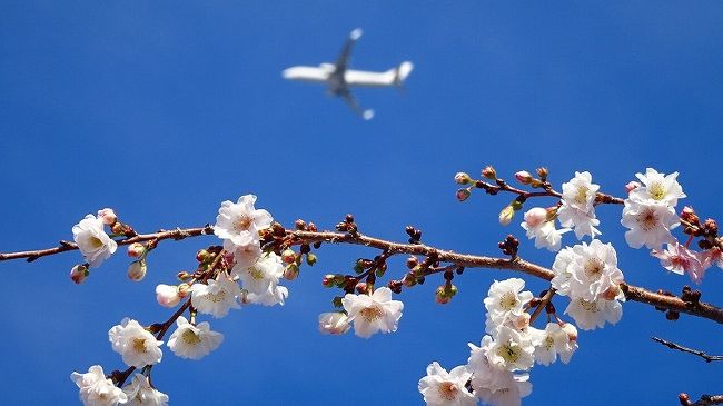 その2からの続きです。<br /><br />写真は、東野地区に咲く十月桜と伊丹空港を飛び立った飛行機。