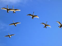 ◆新春の青空を翔る～釈迦堂川の白鳥　