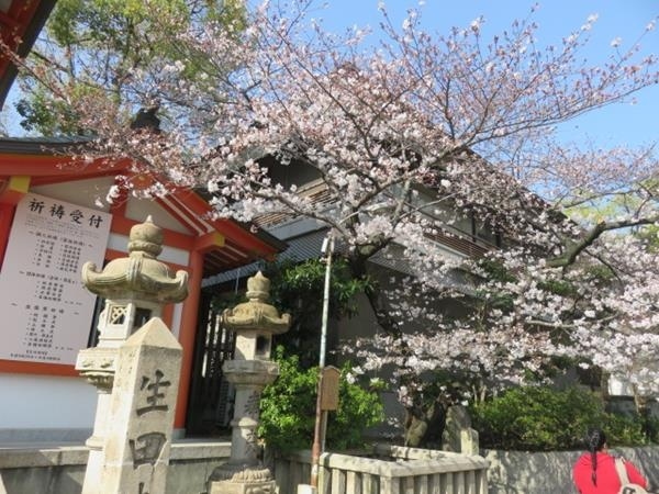 春の神戸と有馬温泉（１）ＪＡＬファーストクラスで大阪伊丹空港へ