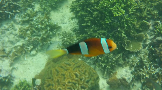 はじめてのセブ島。<br />フィリピン航空でチケットを取り、<br />ちょっと奮発してシャングリ・ラのオーシャンウイングのクラブルームに宿泊してみました。<br /><br />いい感じの時間のフライトがなく、<br />行きは19時台着、帰りは9時台発と4泊5日ではありますが、実質は3日間ですね。<br /><br />ホテル予約はシャングリ・ラのサイトではなく、<br />他のホテル予約サイトから予約したせいか(正規サイトより安かったので)、お部屋は辛うじてオーシャンビューみたいな感じでした。<br /><br />クラブルームはいろいろ特典がありますが、<br />そうでない部屋でもこのホテルの売りであるスタッフのホスピタリティやプライベートビーチの素晴らしさは同じなので、そっちも有りかなと思いました。<br /><br />とはいうものの、クラブルームも大満喫した旅となりました。