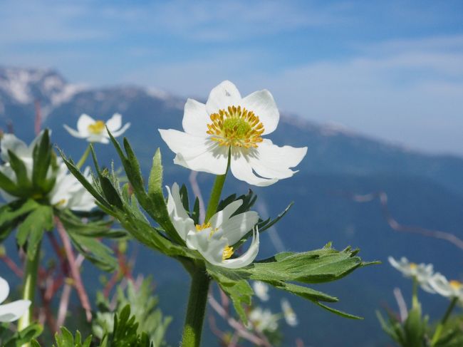 6月山行 強風の平標山でお花畑を満喫