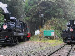 阿里山森林鉄道シェイ式SL撮影