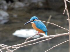 ２０２０　柏の野鳥たち